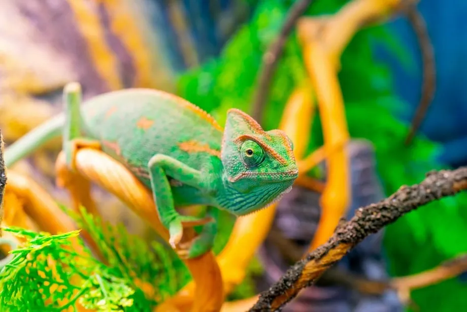 Discuss compliance and adaptation to Google's algorithms with your SEO Specialist.